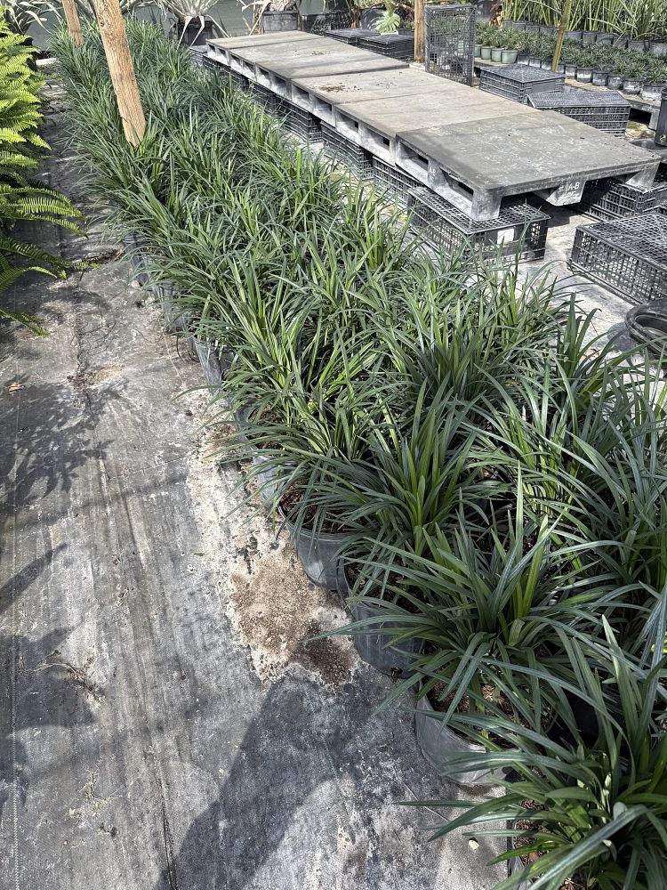 liriope-lilyturf-monkey-grass