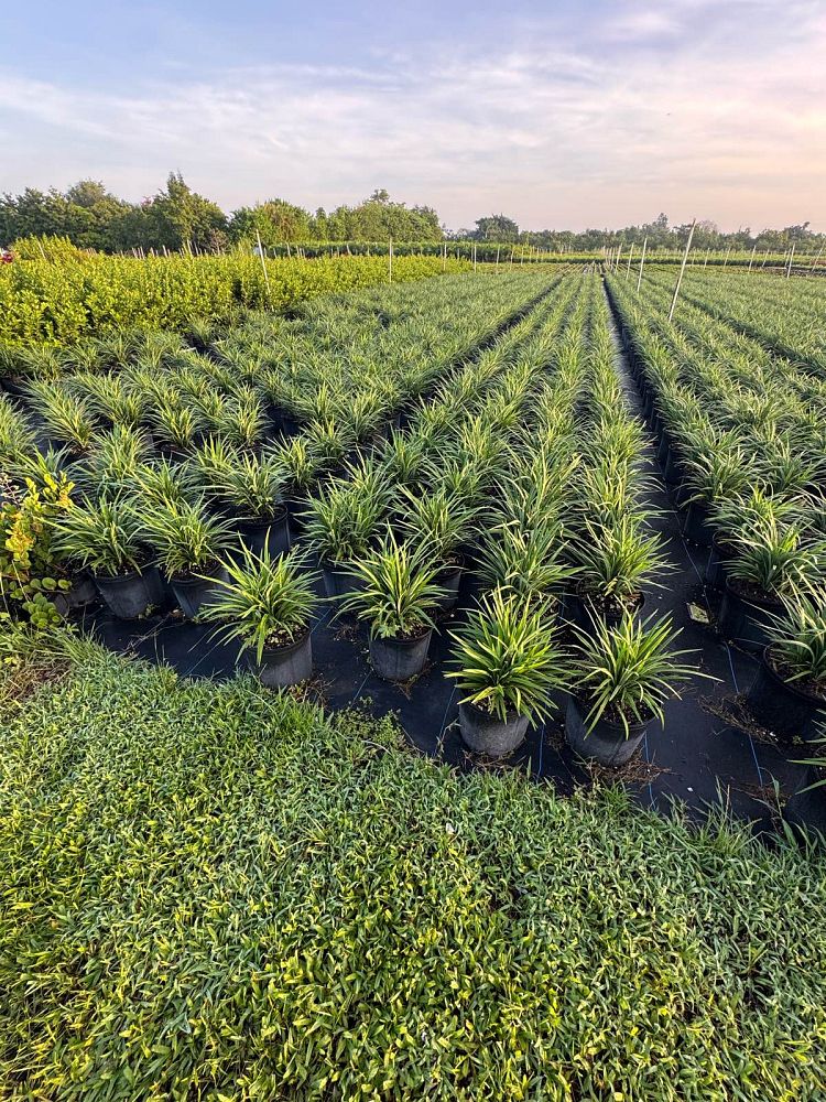 liriope-lilyturf-monkey-grass