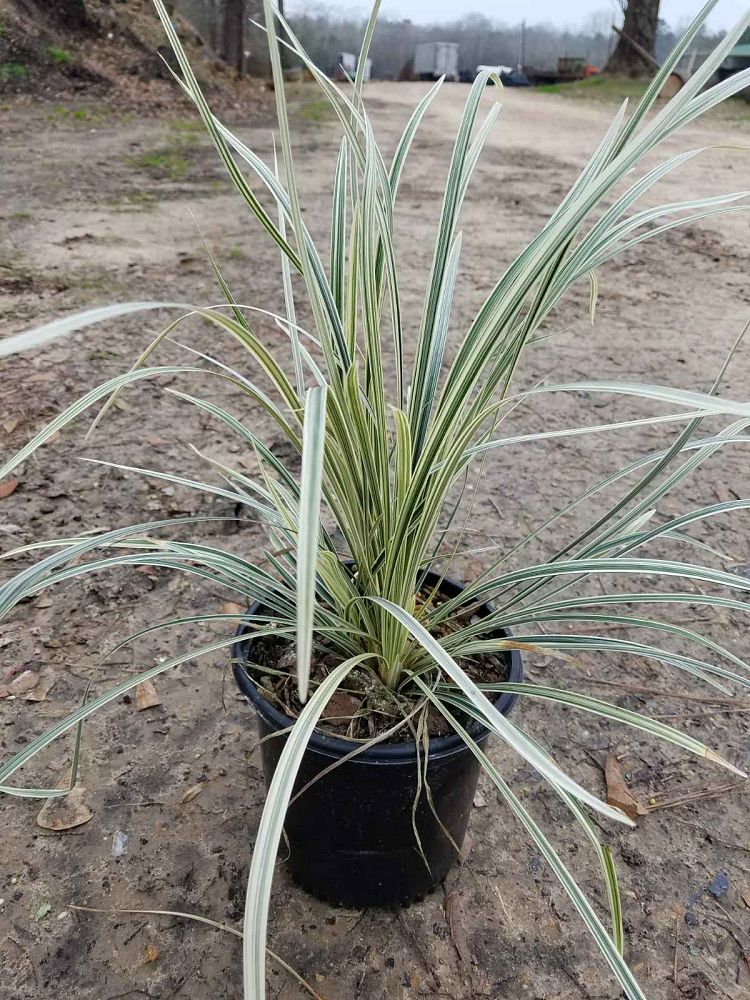 liriope-muscari-aztec-lilyturf-monkey-grass-lily-turf