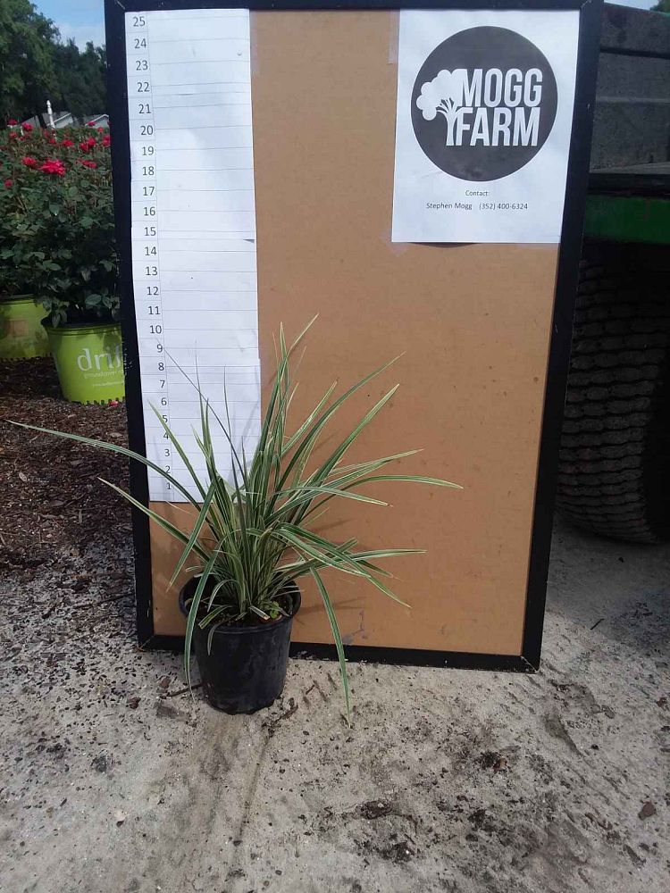 liriope-muscari-aztec-lilyturf-monkey-grass-lily-turf