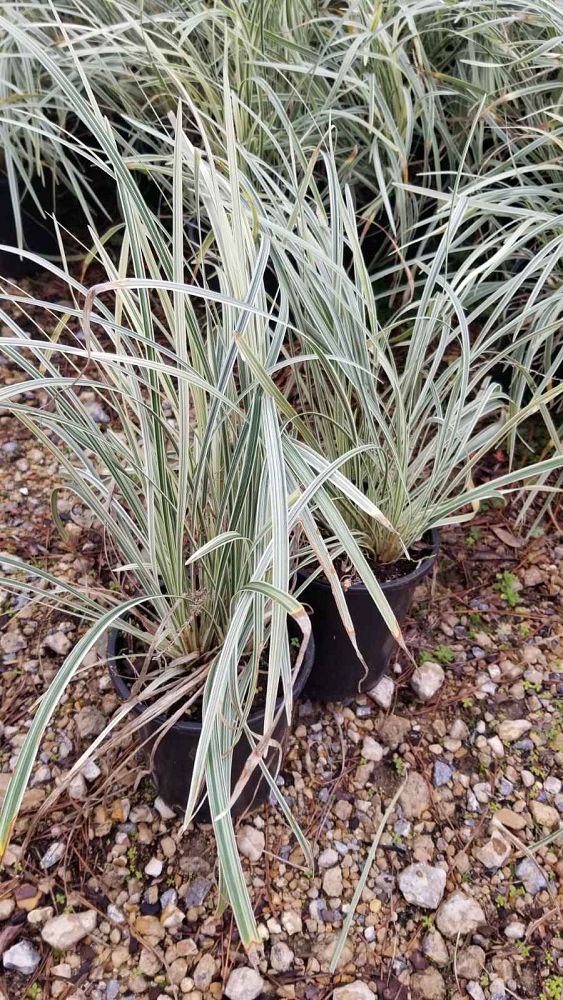 liriope-muscari-aztec-lilyturf-monkey-grass-lily-turf