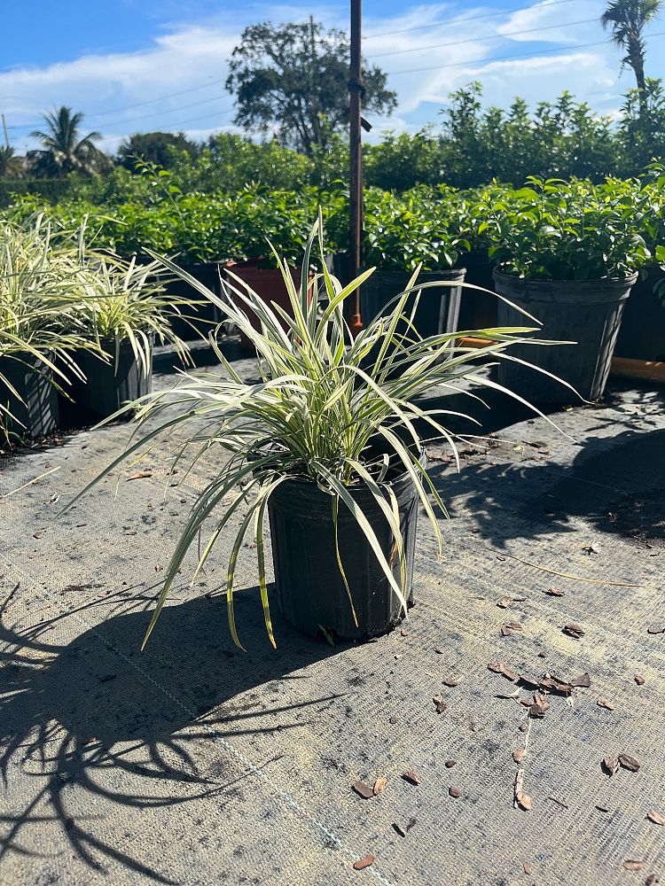 liriope-muscari-aztec-lilyturf-monkey-grass-lily-turf