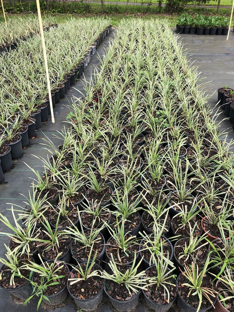 liriope-muscari-aztec-lilyturf-monkey-grass-lily-turf