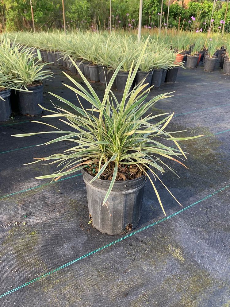 liriope-muscari-aztec-lilyturf-monkey-grass-lily-turf