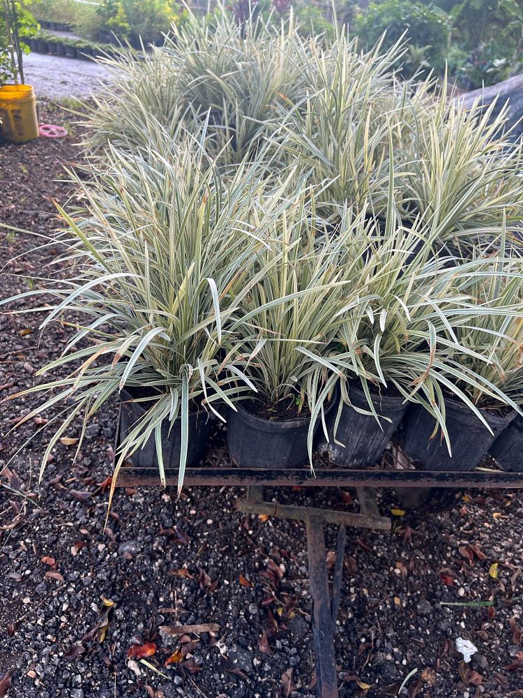 liriope-muscari-aztec-lilyturf-monkey-grass-lily-turf