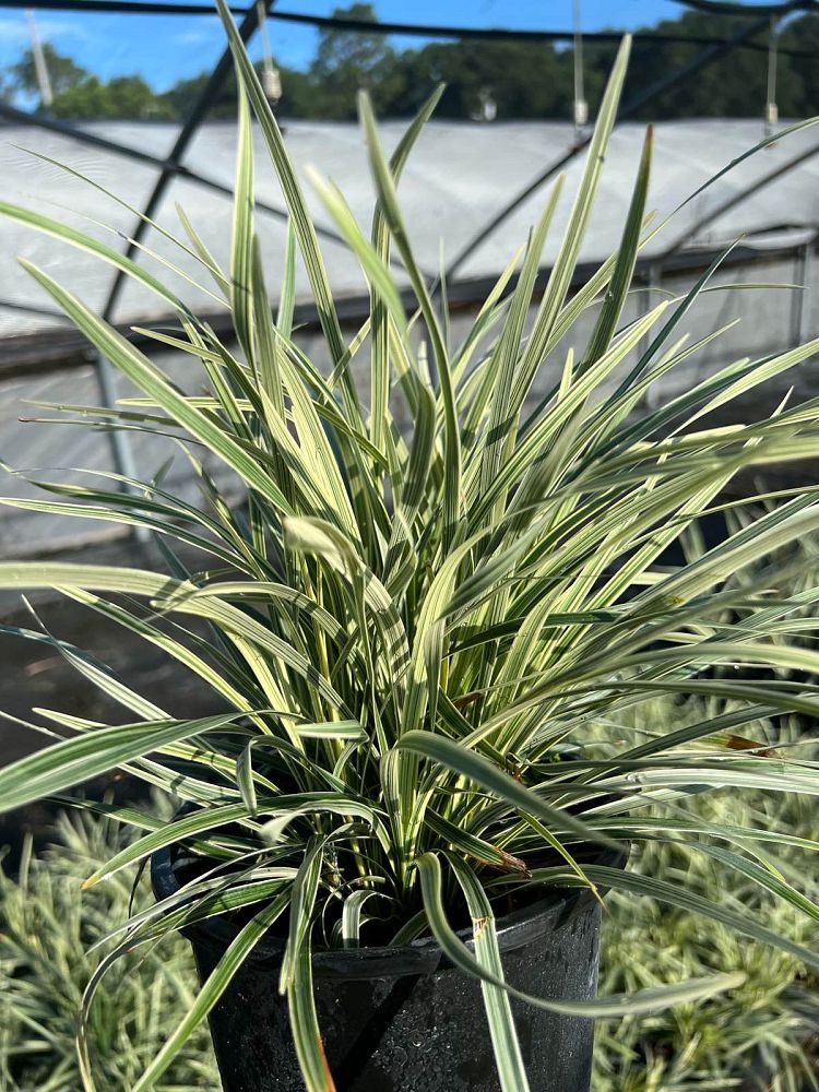 liriope-muscari-aztec-lilyturf-monkey-grass-lily-turf