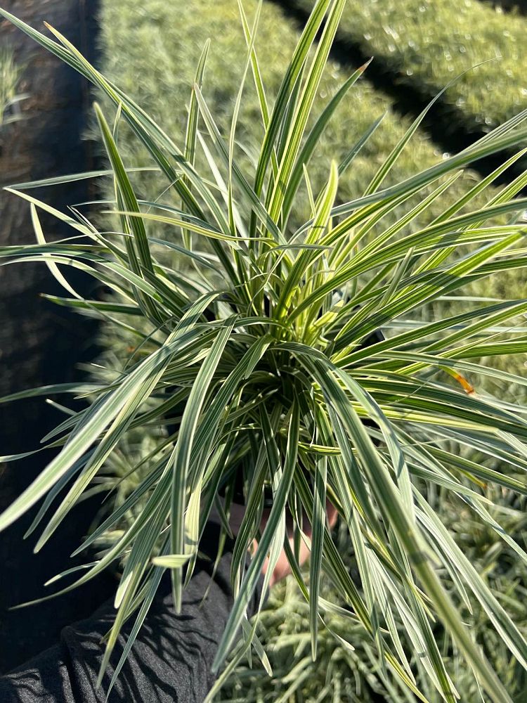 liriope-muscari-aztec-lilyturf-monkey-grass-lily-turf