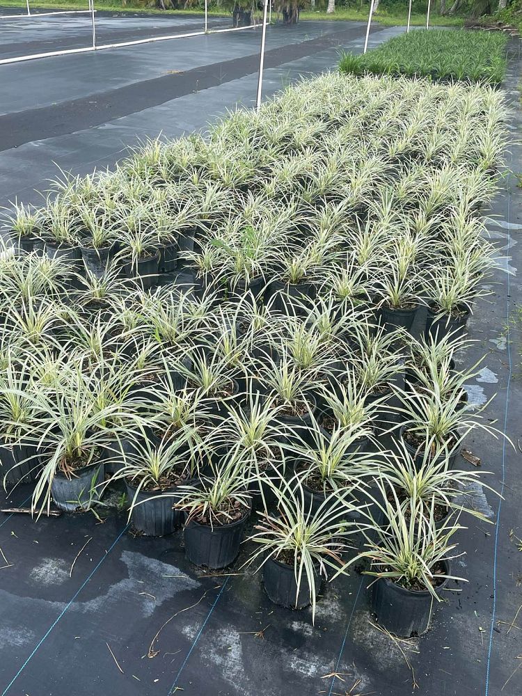 liriope-muscari-aztec-lilyturf-monkey-grass-lily-turf
