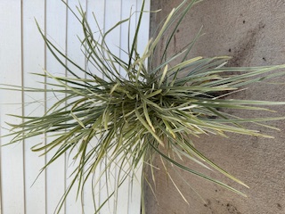 liriope-muscari-aztec-lilyturf-monkey-grass-lily-turf