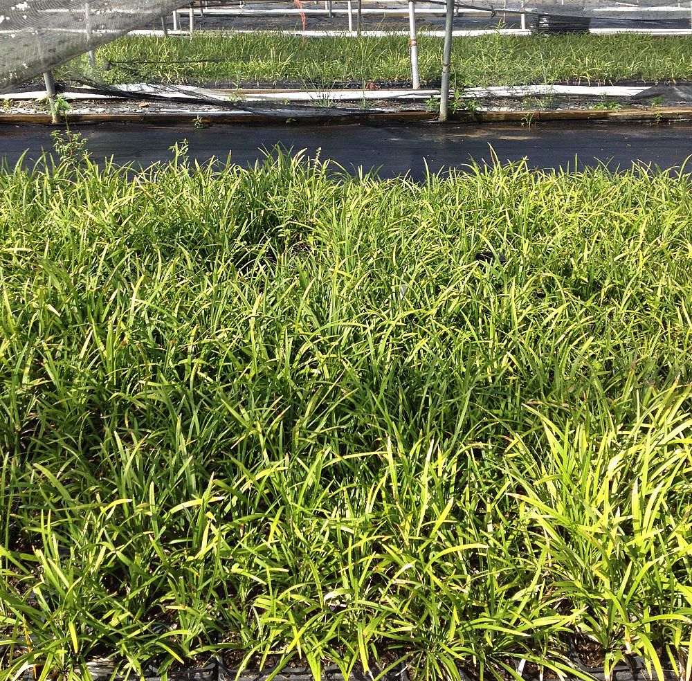 liriope-muscari-big-blue-lilyturf