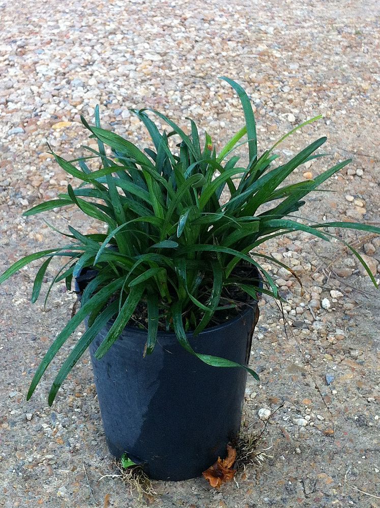 liriope-muscari-big-blue-lilyturf