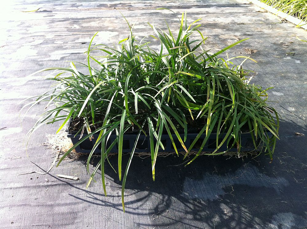 liriope-muscari-big-blue-lilyturf