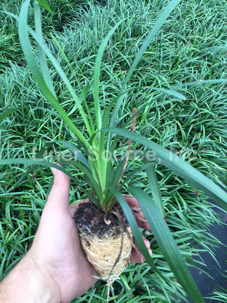 liriope-muscari-big-blue-lilyturf