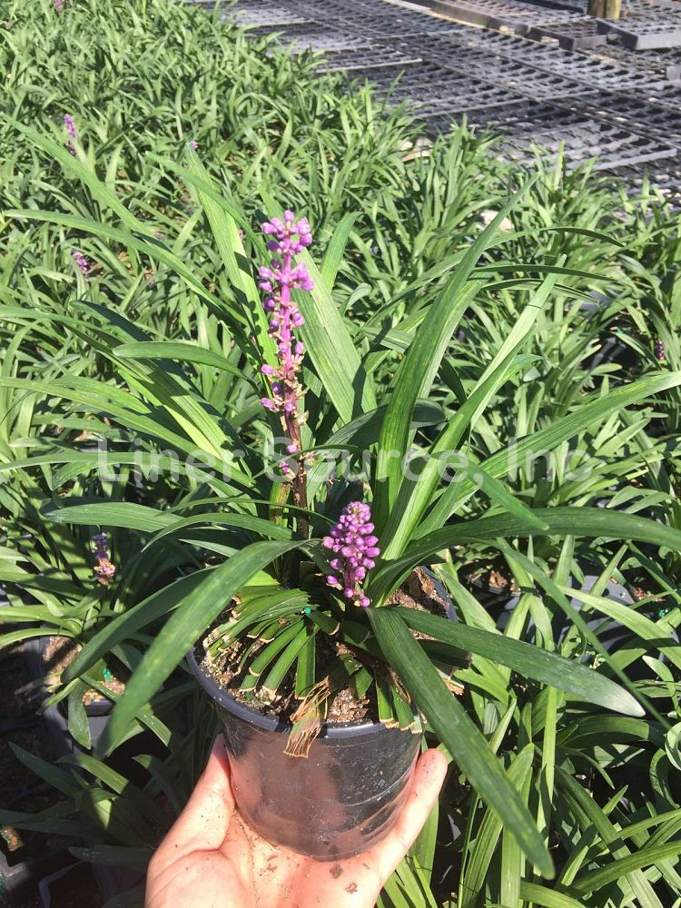 liriope-muscari-big-blue-lilyturf