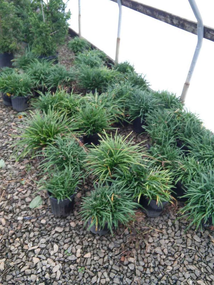 liriope-muscari-big-blue-lilyturf