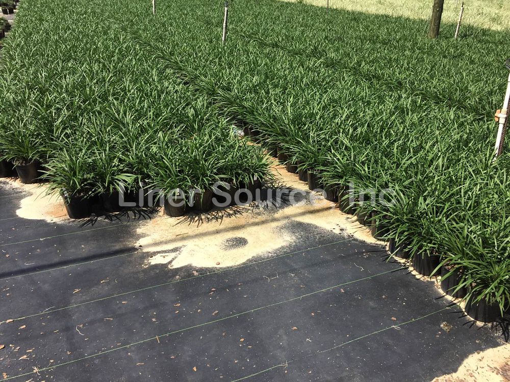 liriope-muscari-big-blue-lilyturf