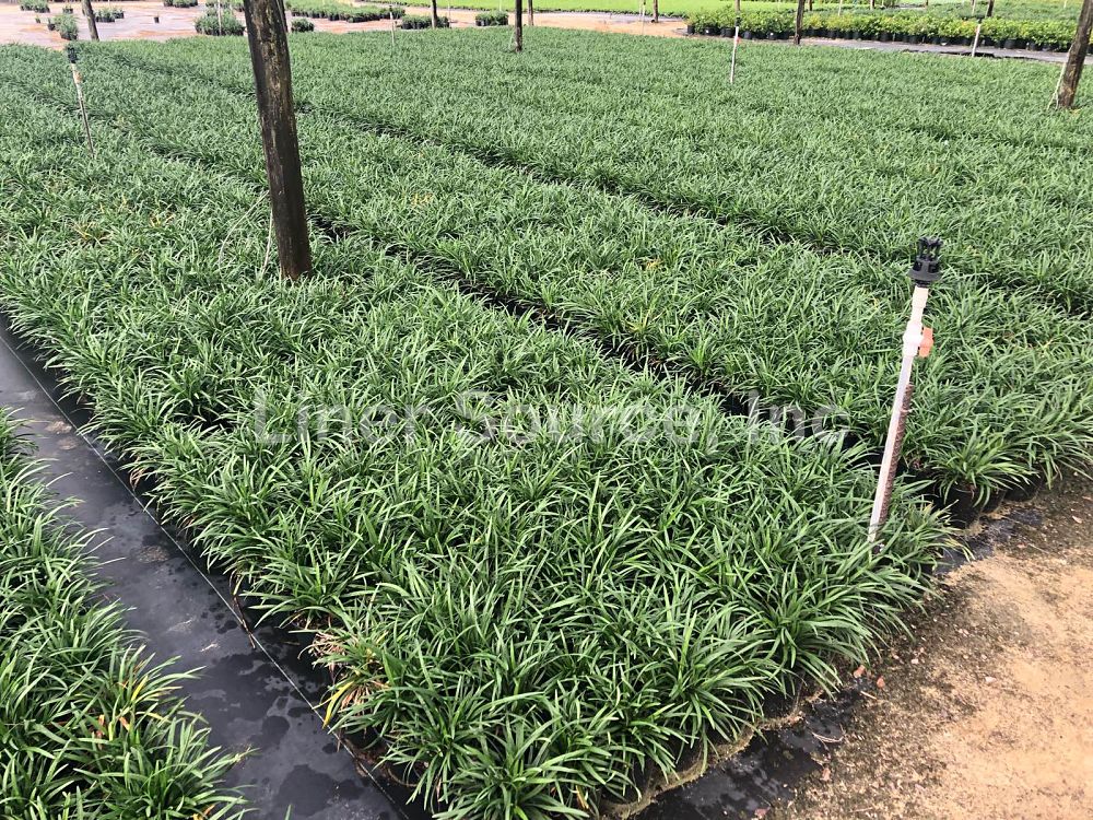 liriope-muscari-big-blue-lilyturf