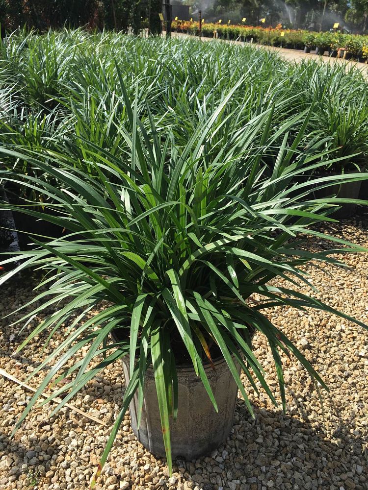 liriope-muscari-big-blue-lilyturf