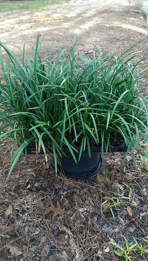 liriope-muscari-big-blue-lilyturf
