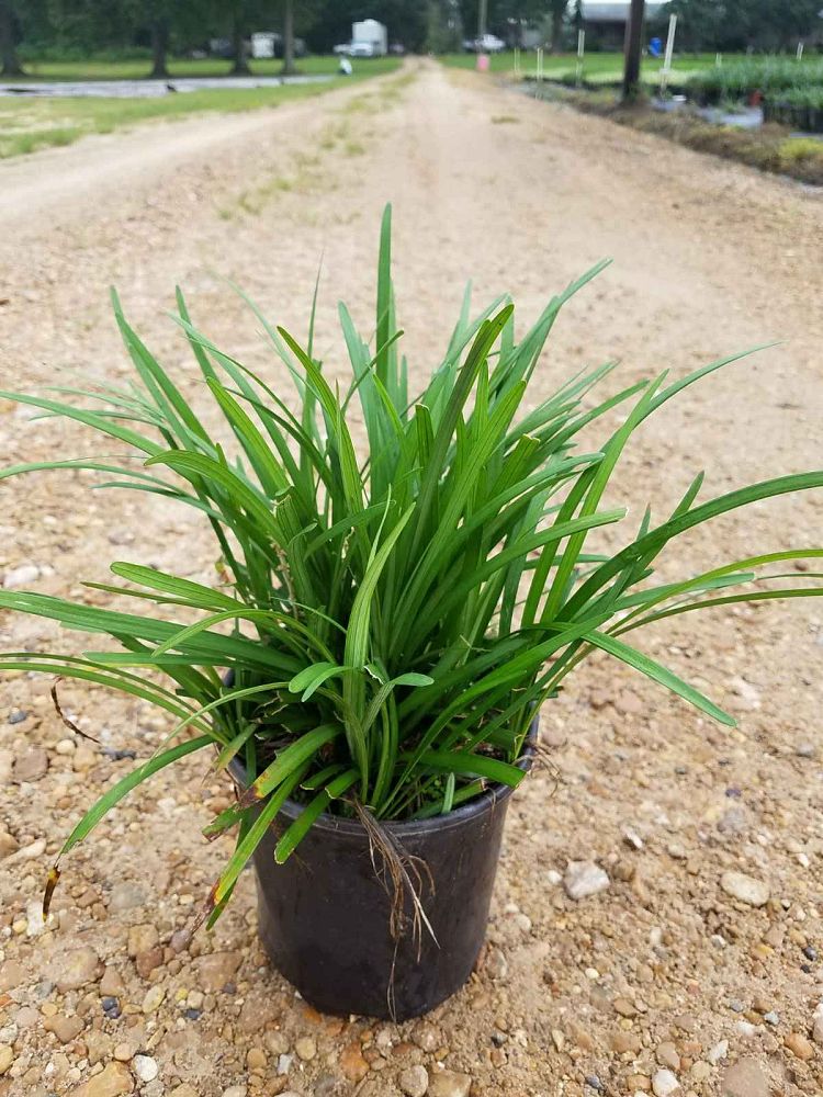 liriope-muscari-big-blue-lilyturf