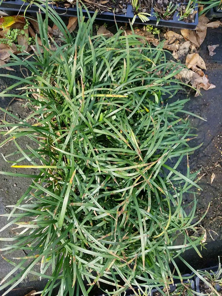 liriope-muscari-big-blue-lilyturf
