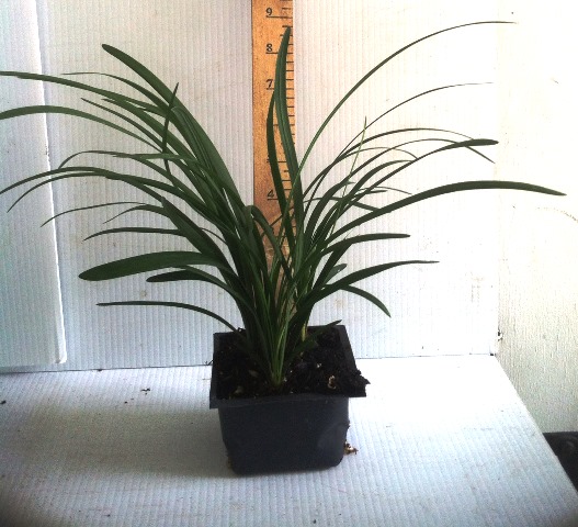 liriope-muscari-big-blue-lilyturf