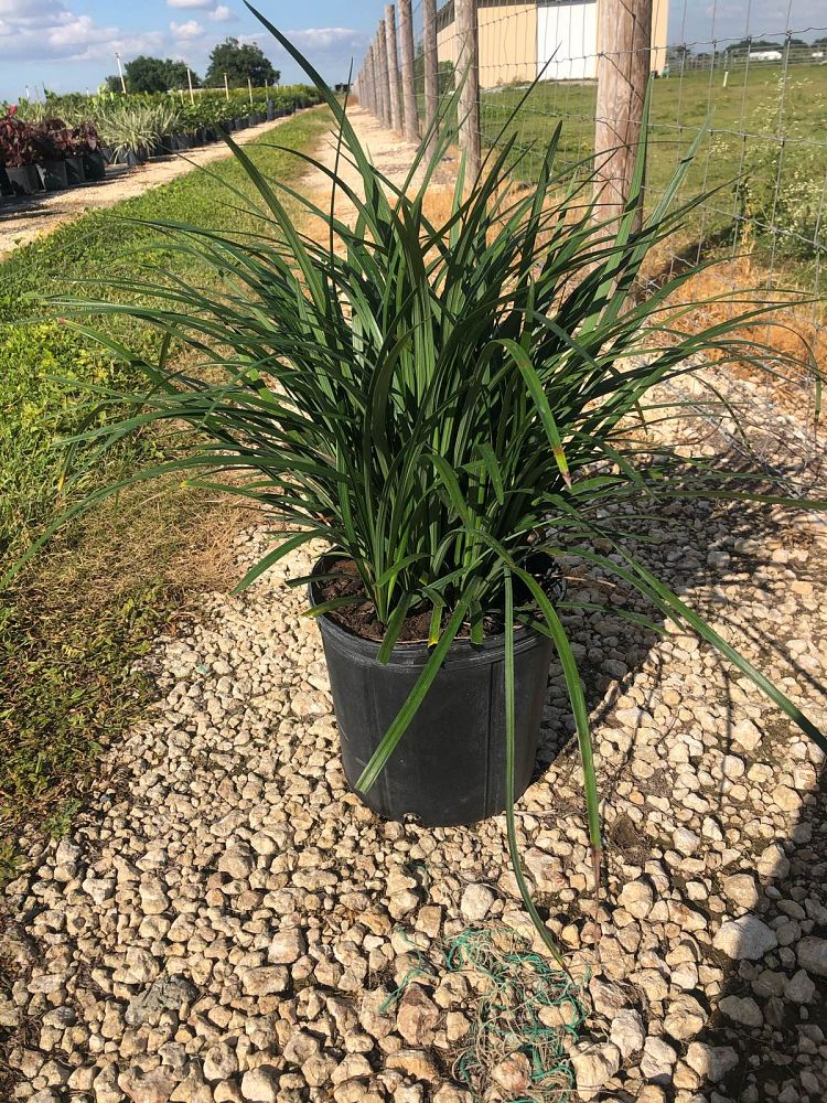 liriope-muscari-big-blue-lilyturf