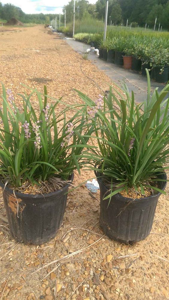 liriope-muscari-big-blue-lilyturf