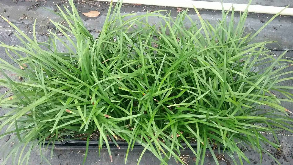 liriope-muscari-big-blue-lilyturf