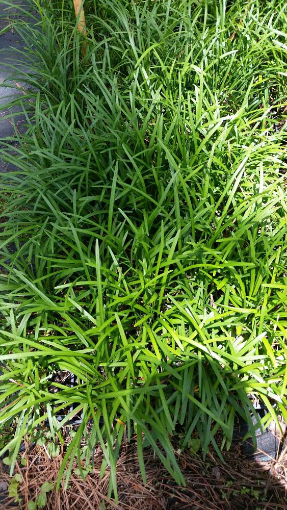 liriope-muscari-big-blue-lilyturf