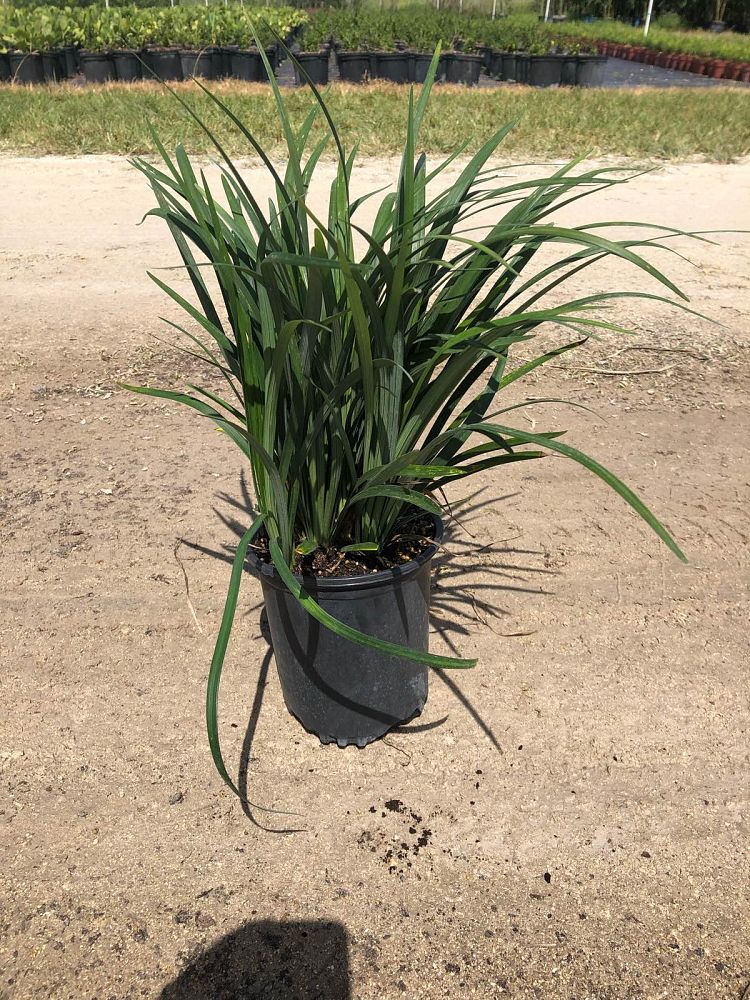 liriope-muscari-big-blue-lilyturf