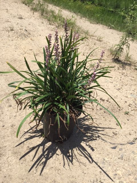 liriope-muscari-big-blue-lilyturf