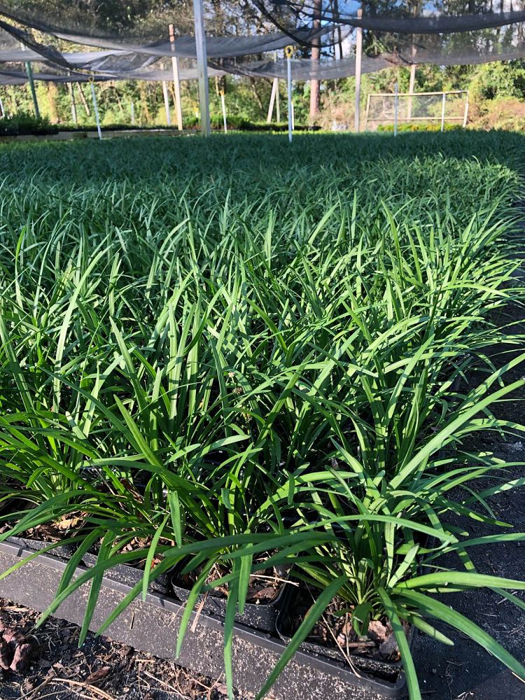 liriope-muscari-big-blue-lilyturf