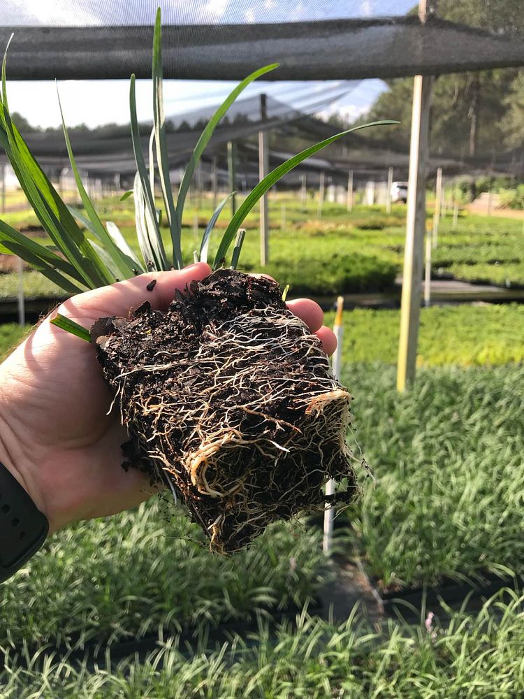 liriope-muscari-big-blue-lilyturf