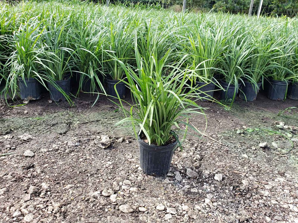 liriope-muscari-big-blue-lilyturf