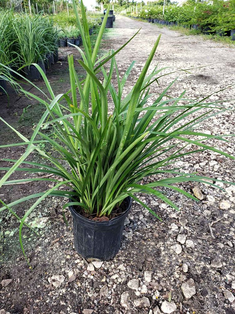 liriope-muscari-big-blue-lilyturf