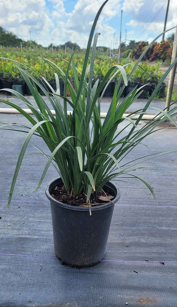 liriope-muscari-big-blue-lilyturf