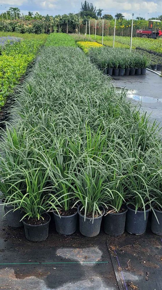 liriope-muscari-big-blue-lilyturf