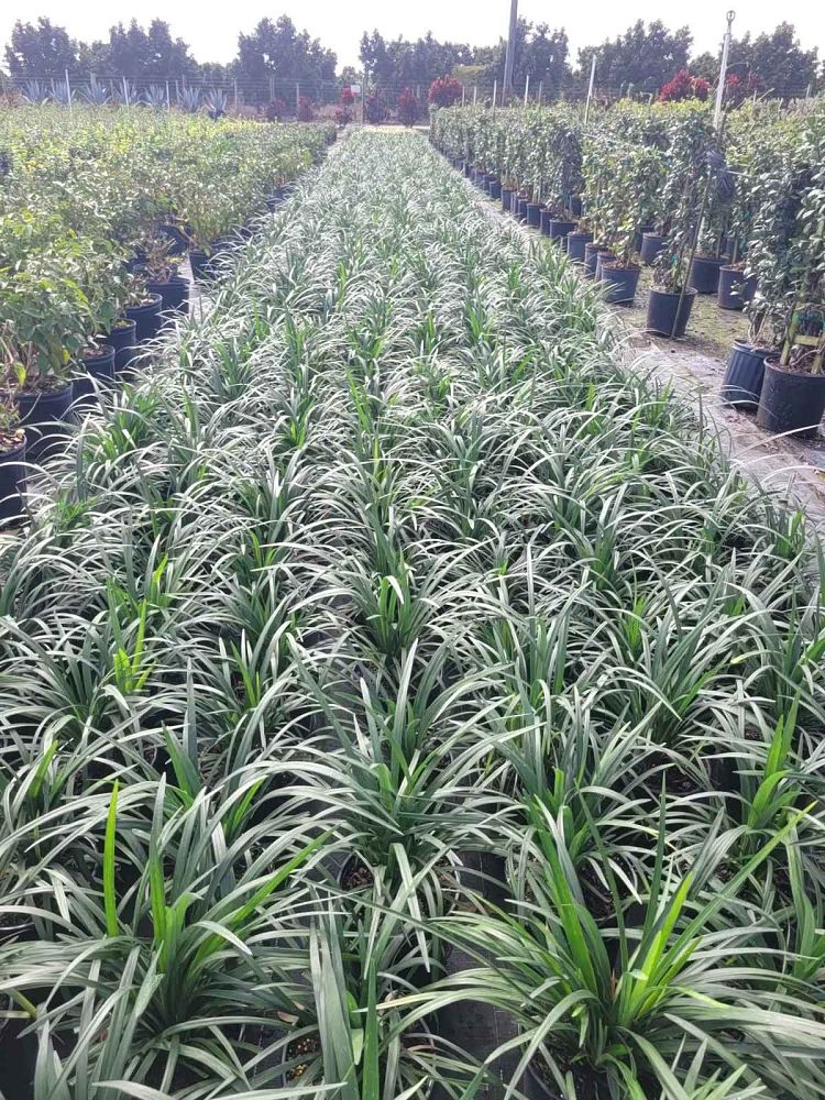liriope-muscari-big-blue-lilyturf