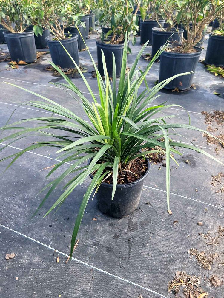 liriope-muscari-big-blue-lilyturf