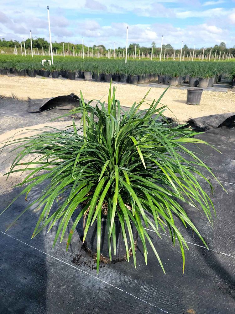 liriope-muscari-big-blue-lilyturf