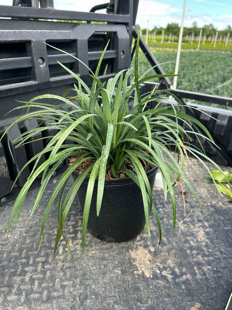 liriope-muscari-big-blue-lilyturf