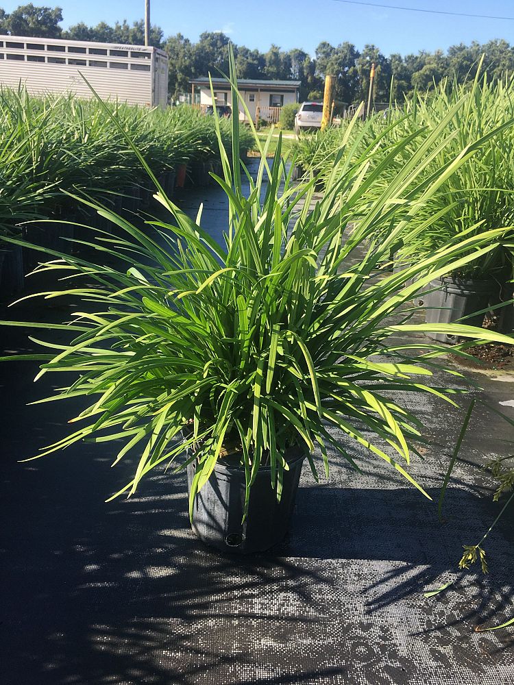 liriope-muscari-big-blue-lilyturf