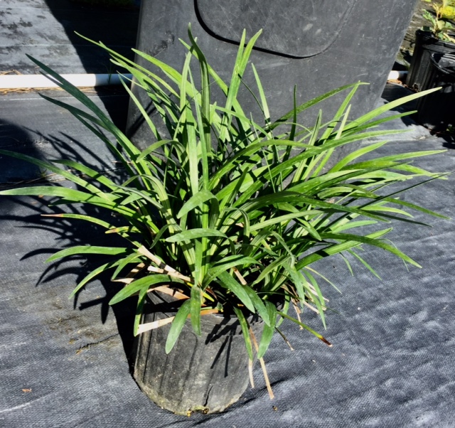 liriope-muscari-big-blue-lilyturf