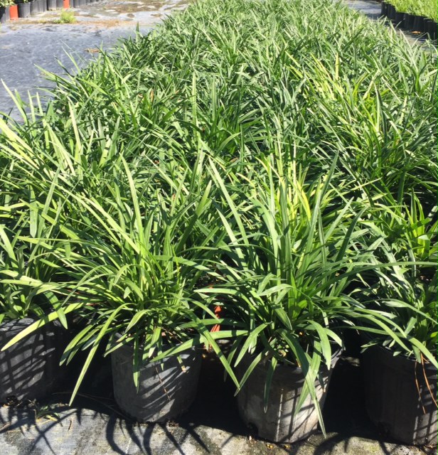 liriope-muscari-big-blue-lilyturf