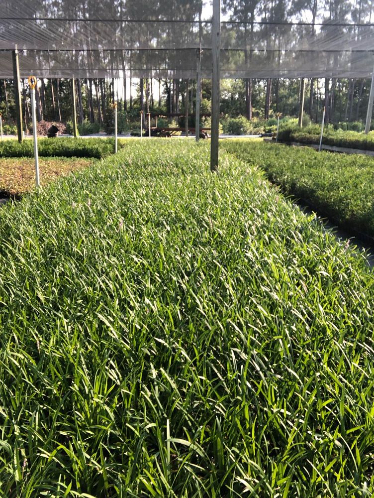 liriope-muscari-big-blue-lilyturf