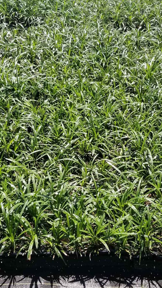 liriope-muscari-big-blue-lilyturf