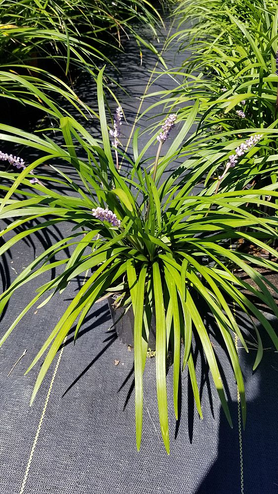 liriope-muscari-big-blue-lilyturf