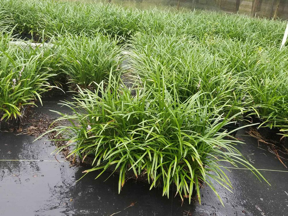 liriope-muscari-big-blue-lilyturf
