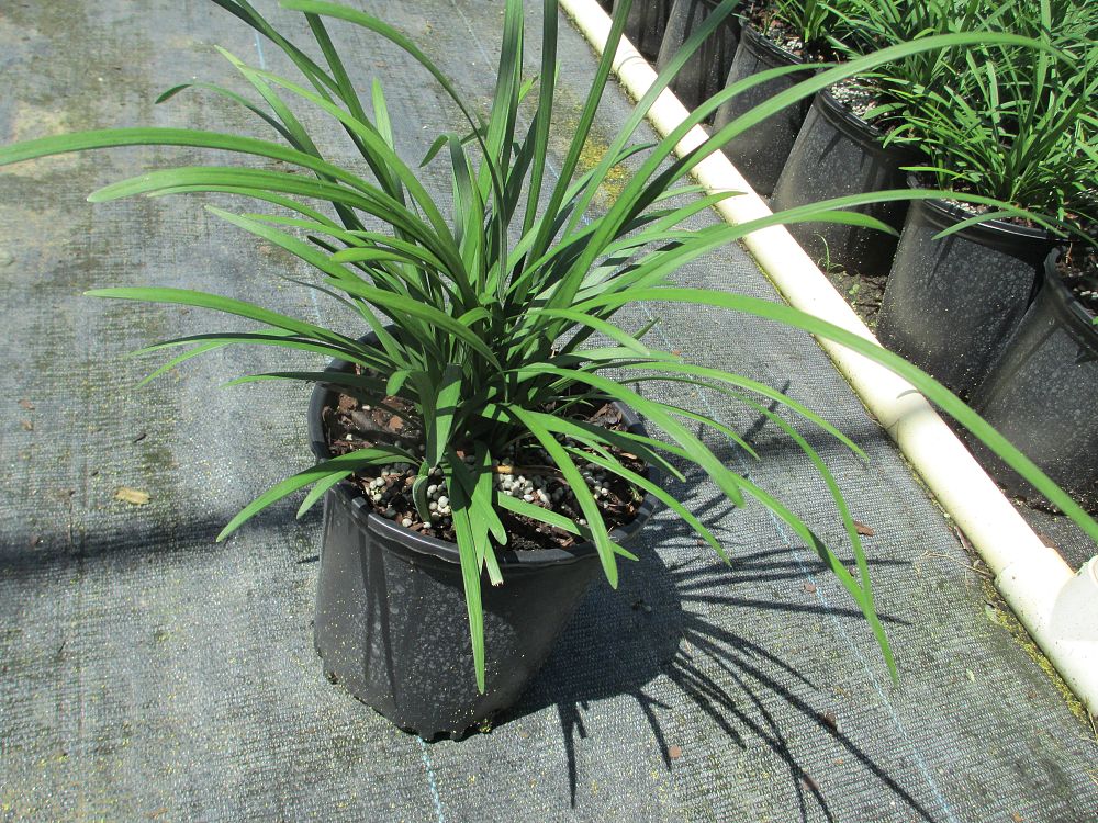 liriope-muscari-big-blue-lilyturf